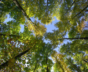 Bois et forêts, un patrimoine à valoriser
